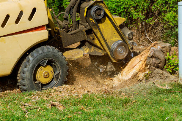 Best Emergency Storm Tree Removal  in Coopersville, MI